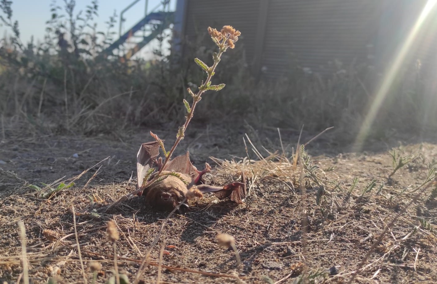 Großer Abendsegler als Schlagopfer an einer WKA