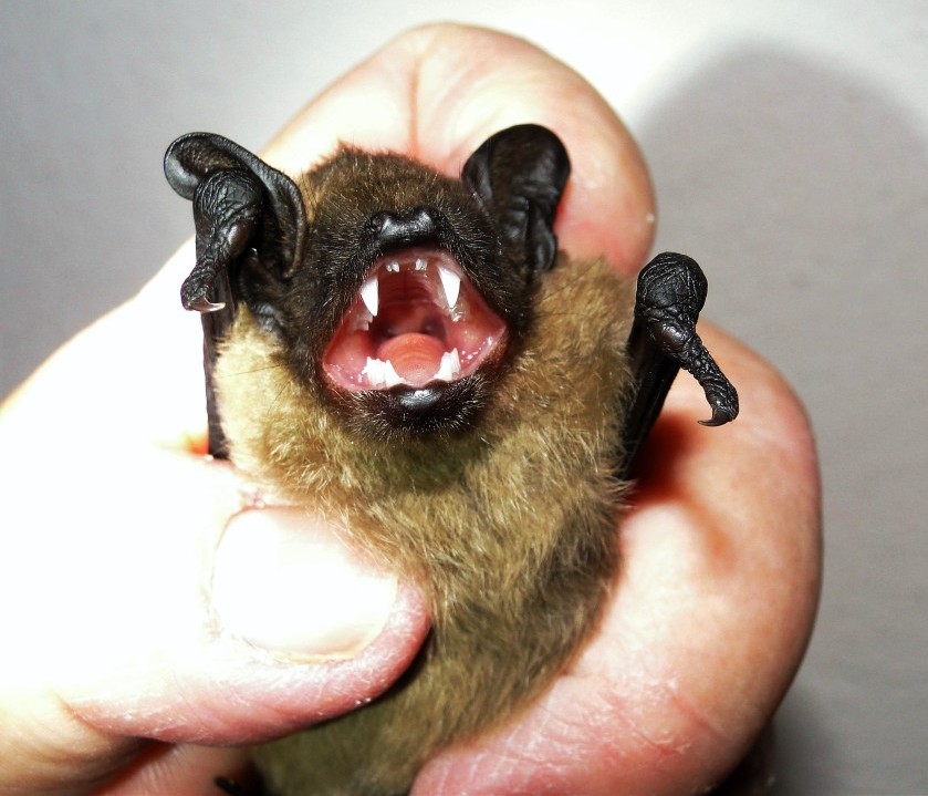 Breitflügelfledermaus