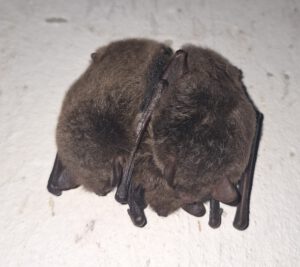 kuschelnde Wasserfledermäuse im Winterchlaf