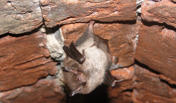 Fransenfledermaus