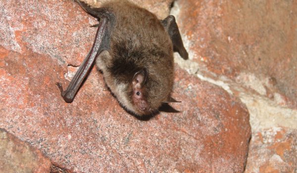 Wasserfledermaus1