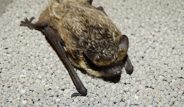 Zweifarbfledermaus